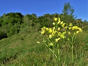 16 Biscutella laevigata (Biscutella montanina) salendo in Corna Bianca